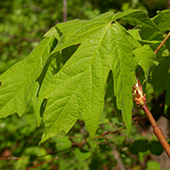 leaf of Bigleaf Maple