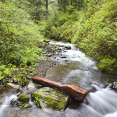 photo of wilderness stream