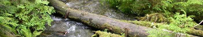 Fallen Tree Trunk Spanning a Stream