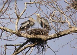 Pair of nesting Great Blue Herons