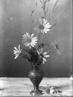 Nature study of daisies, photograph by Annie Girling (Saanich Archives 2008-025-033)