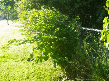 Knotweed along fence line of park