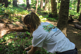 Volunteering in Haro Woods helping remove invasive plant species