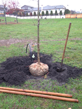 New tree being planted into a hole with stakes for support and irrigation to water it being shown