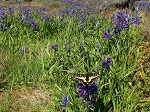 Western Tiger Swallowtail resting on Camas flower in Mount Tolmie Park