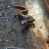 salamander