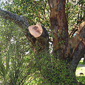 Tree with cut limb