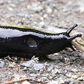 black slug