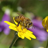 Honeybee on yellow flower collecting pollen