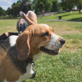 photo of dog in a park