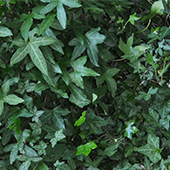 Ivy Enveloping a Tree