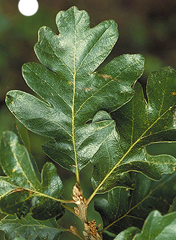 Garry Oak leaf - a protected tree in Saanich