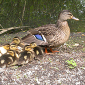 Mother mallard duck with ducklings