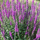 purple flowers