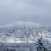 Trees and mountain covered in snow