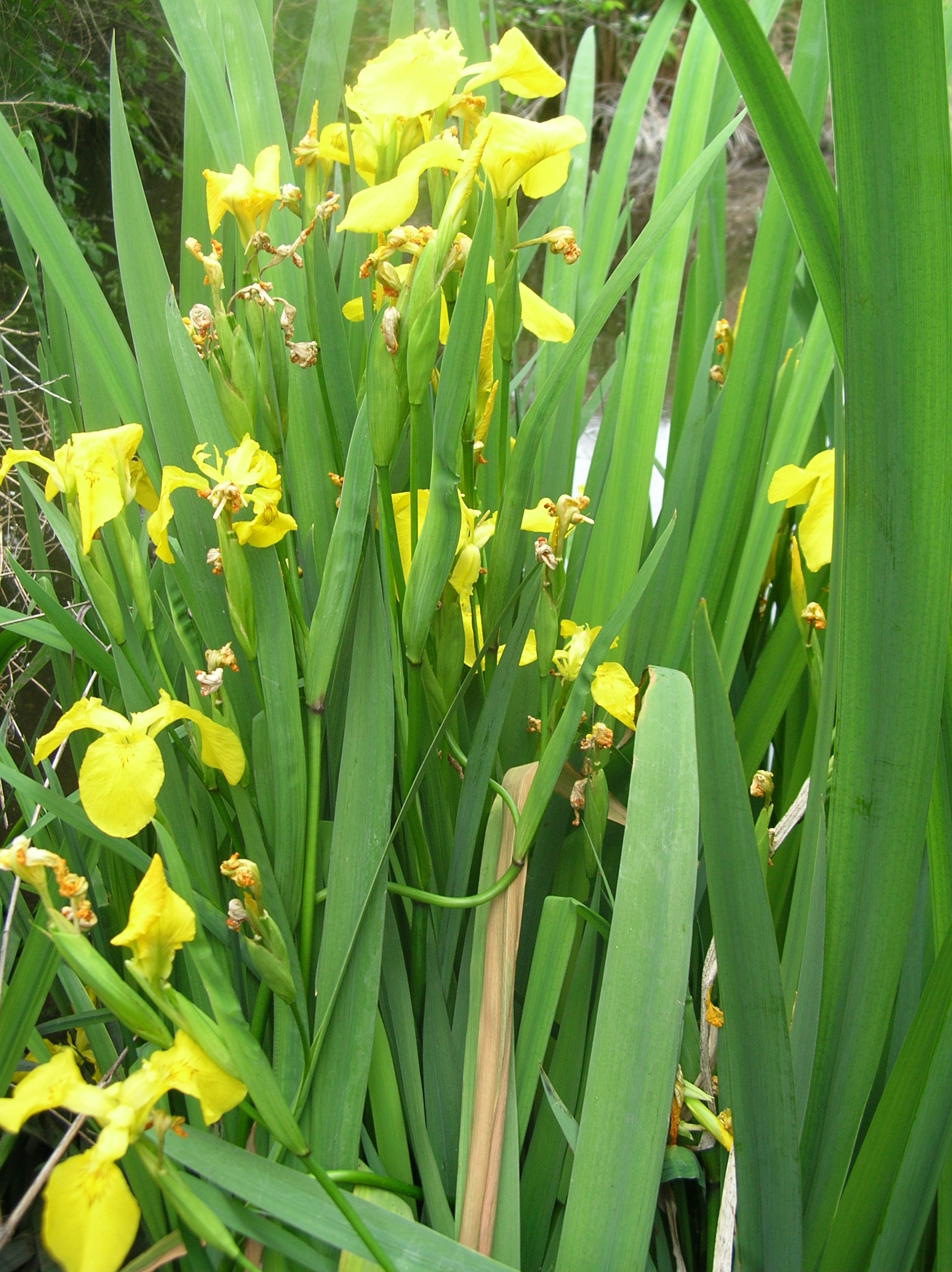 Yellow Flag Iris Yellow Flag Iris
