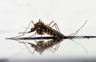One Mosquito on Water Surface