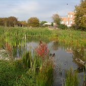 Picture of watershed area with pond, plants and wildlife
