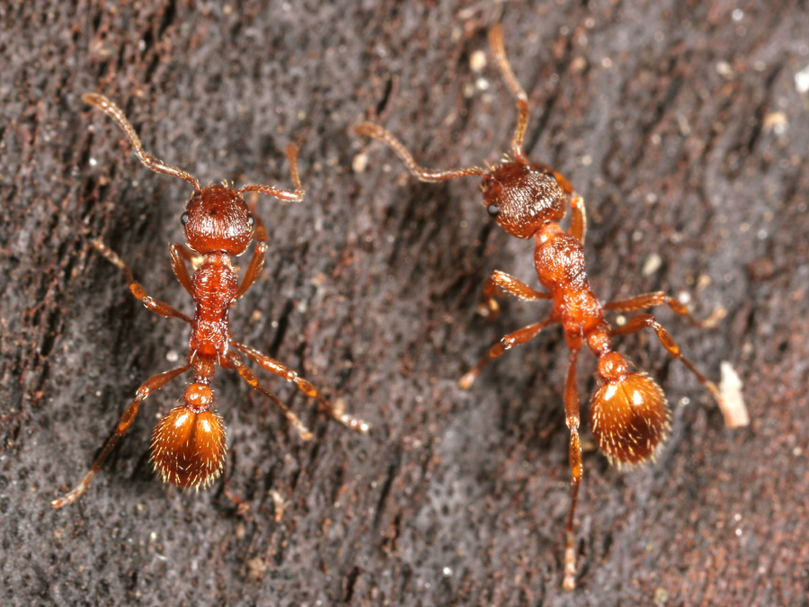 European Fire Ants