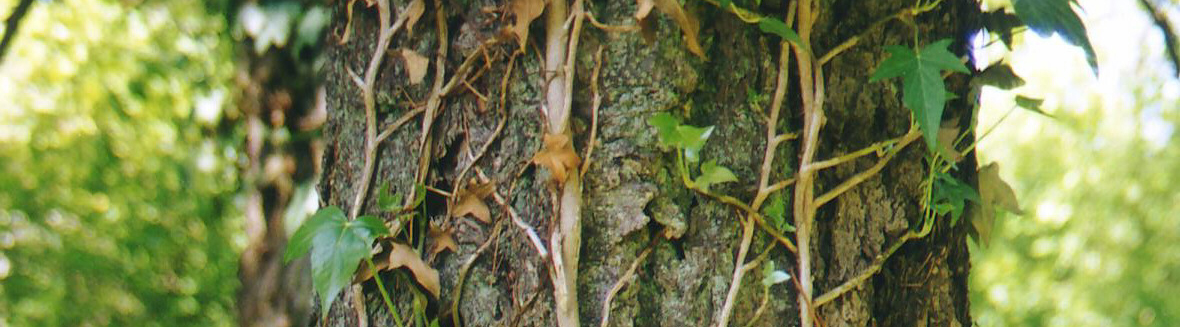 Tree bark with Invasive Species