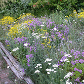 native wildflower garden