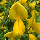 Yellow Scotch Broom Close Up