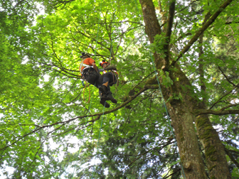 Arborists climbing tree with ropes to prune tree safetly