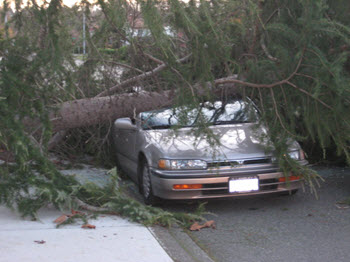 Tree fall after a wind storm