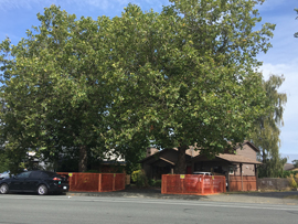 Tree surrounded by construction fencing