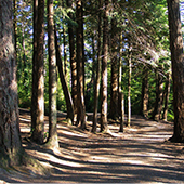 Forest trail