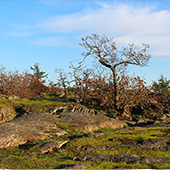 Garry Oaks at Camrose-Park