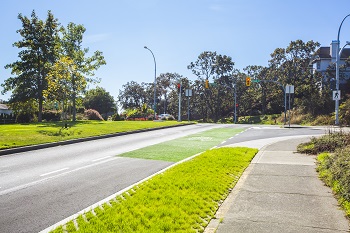 Grass on boulevard 