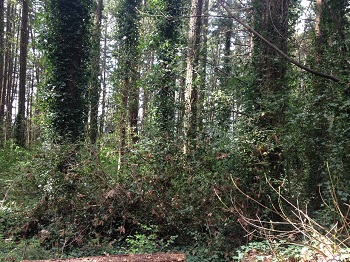 Mt.Doug Park before Ivy & Holly removal