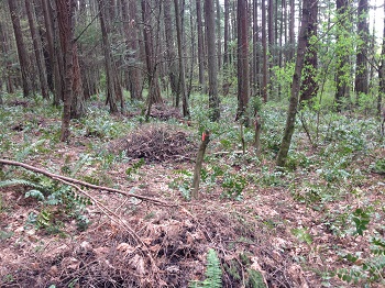 Mt.Doug Park after Ivy & Holly removal