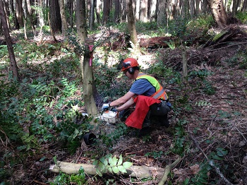 Saanich staff cutting Holly stump