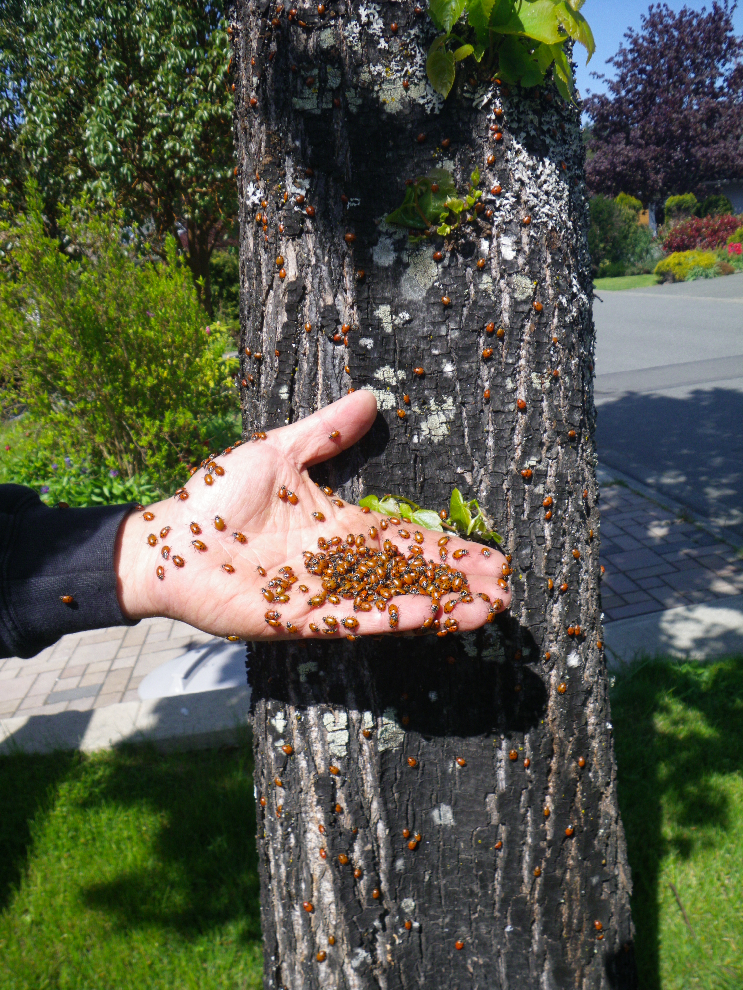 Ladybugs on a tree