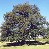 Large Tree in Saanich