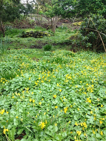 Very aggressive ground cover 