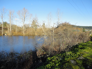 Picture of Beckwith Park pond with trees surrounding it showing area of dam decommissioning