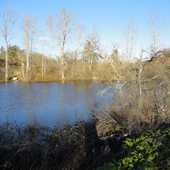 Pond at Beckwith Park that the dam near it will be official decommissioned and water license removed