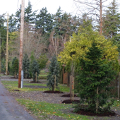 Row of new trees planted on the boulevard