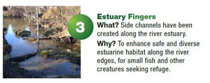 Project 3 - Estuary fingers