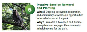 Project 5 - invasive species removal and planting