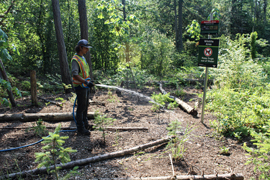 restoration area newly planted in Cuthbert Holmes Park