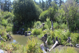 pond created in Cuthbert Holmes Park surrounded by woody debris to provide wildlife habitat