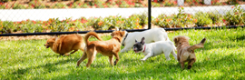 Group of dogs off leash running in a open grass field near a fence