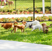 Group of small dogs running of leash in a grassy field near a fence