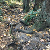 Finnerty Creek dry bed near tree roots