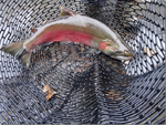 Fish being counted at Fish Fence in Cuthbert Holmes Park