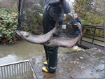 Fish being counted at Fish Fence in Cuthbert Holmes Park